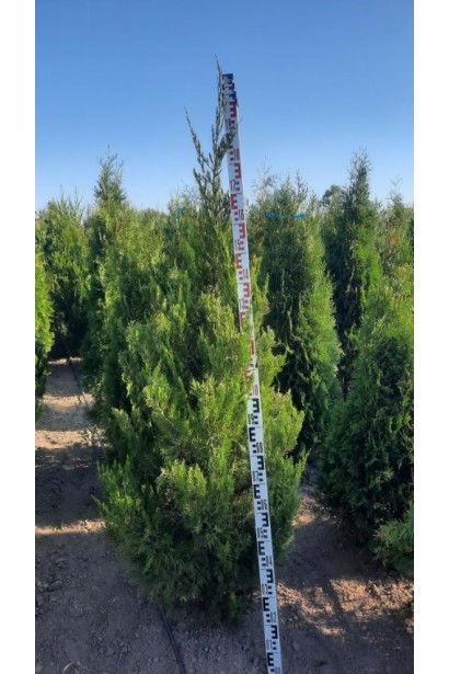 Ялівець китайський Спартан - ком55кг/вис.220-240см/Ø85-90см